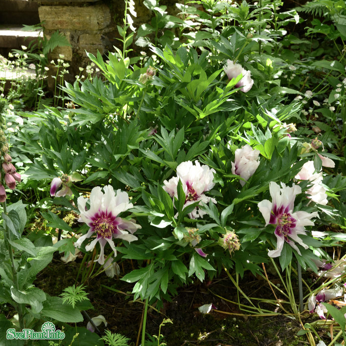 Paeonia (Itoh-Gruppen) 'Cora Louise' A-kval C6