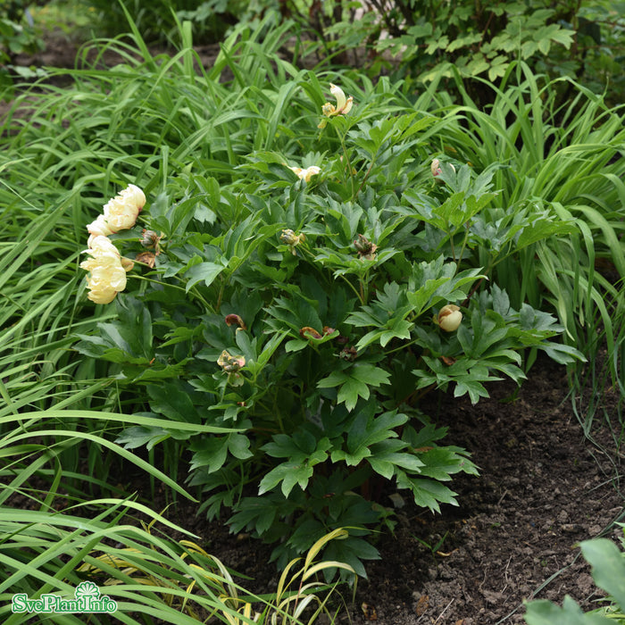 Paeonia (Itoh-Gruppen) 'Lollipop' A-kval