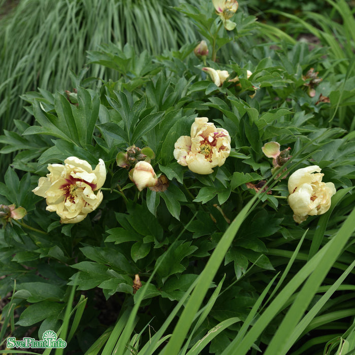 Paeonia (Itoh-Gruppen) 'Lollipop' A-kval