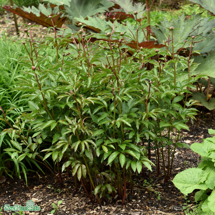 Paeonia lactiflora 'Duchesse De Nemours' A-kval C2