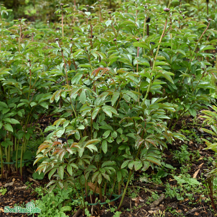 Paeonia lactiflora 'Gay Paree' A-kval C3