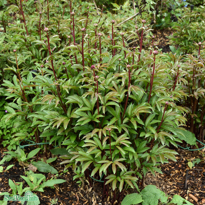 Paeonia lactiflora 'Karl Rosenfield' A-kval C3