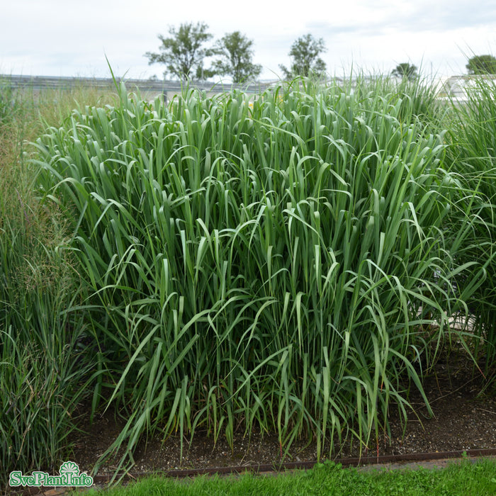 Panicum virgatum 'Dallas Blues' A-kval C2