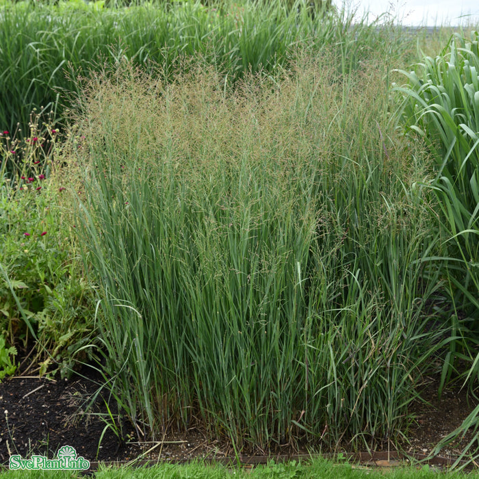 Panicum virgatum 'Heavy Metal' A-kval C6
