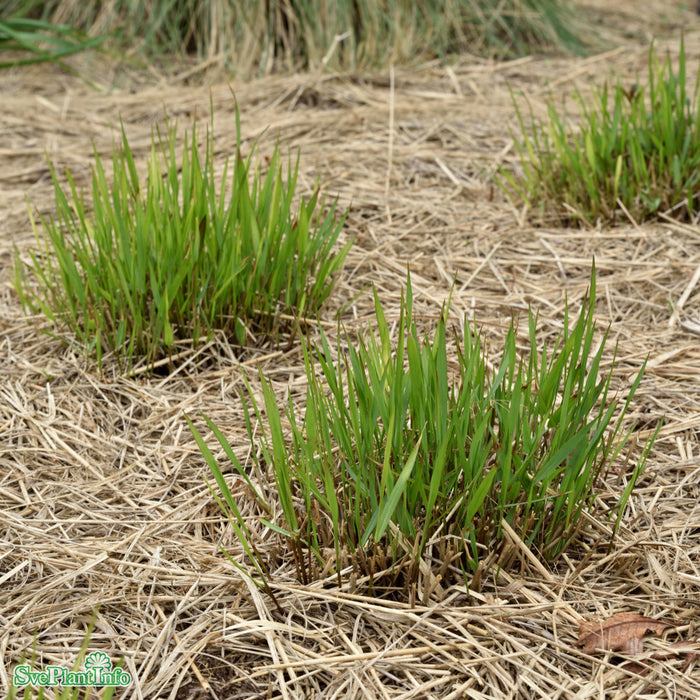 Panicum virgatum 'Squaw' A-kval C2