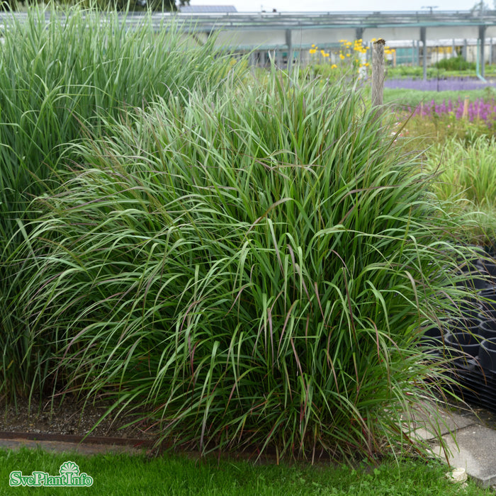 Panicum virgatum 'Squaw' A-kval C2