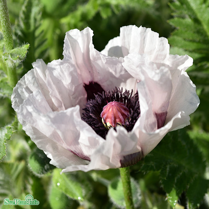 Papaver orientale 'Royal Wedding' A-kval
