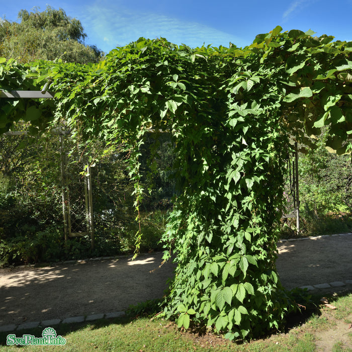 Parthenocissus quinquefolia var. engelmannii A-kval C2