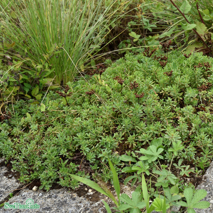 Phedimus floriferus 'Weihenstephaner Gold' A-kval