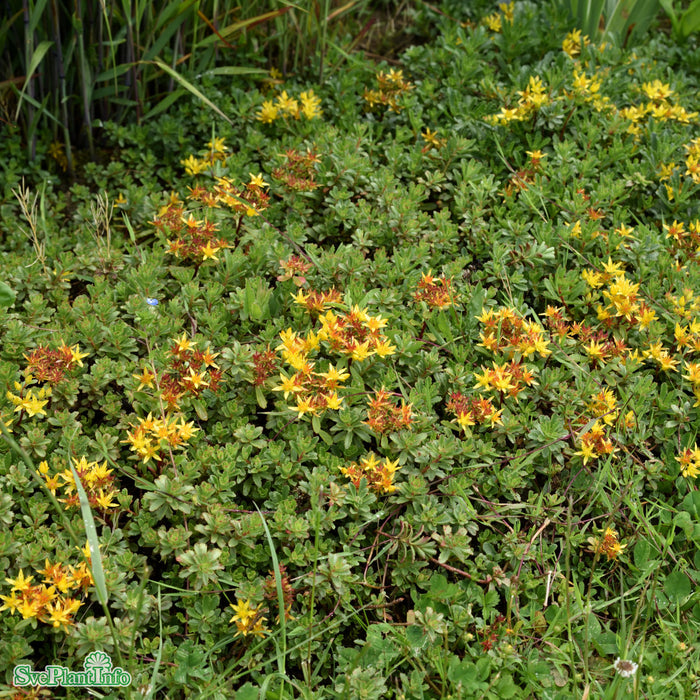 Phedimus floriferus 'Weihenstephaner Gold' A-kval