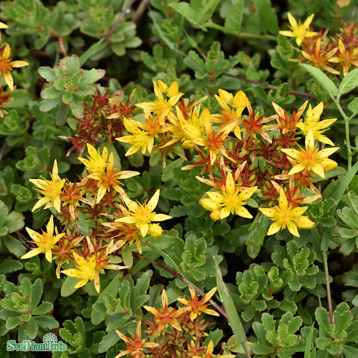 Phedimus floriferus 'Weihenstephaner Gold' A-kval