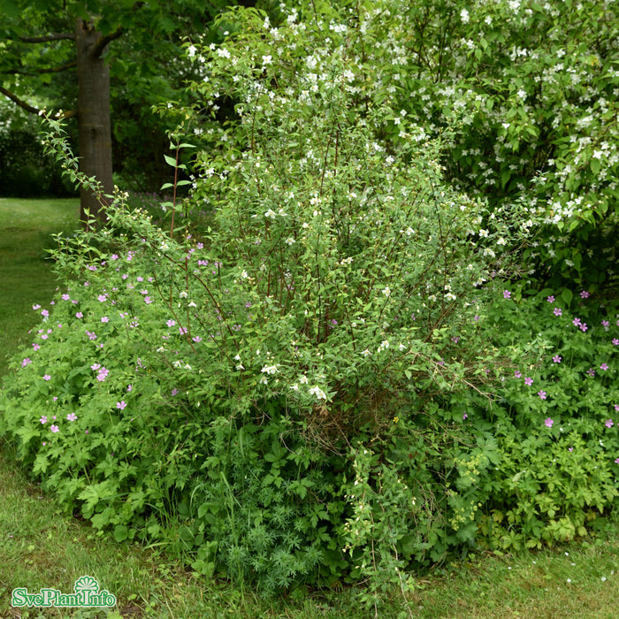 Philadelphus polyanthus 'Mont Blanc' Busk C3