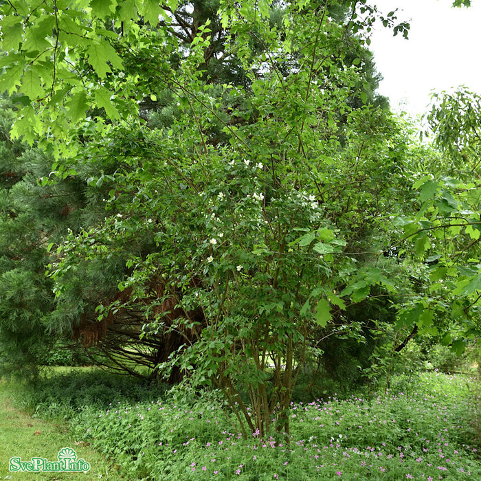 Philadelphus virginiana 'Schneesturm' Busk C5