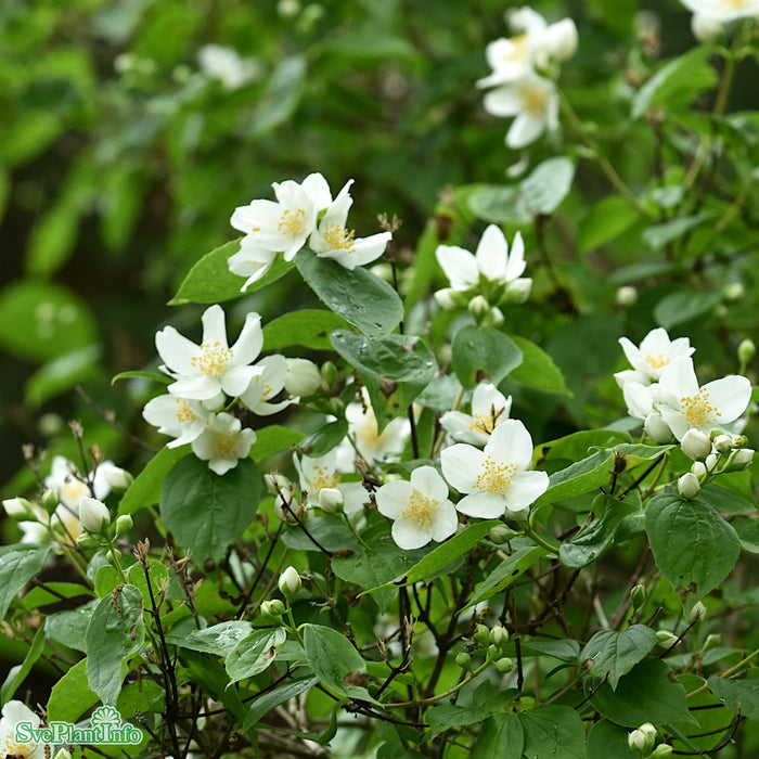 Philadelphus (Virginalis) 'Schneesturm' Solitär Kl 125-150cm