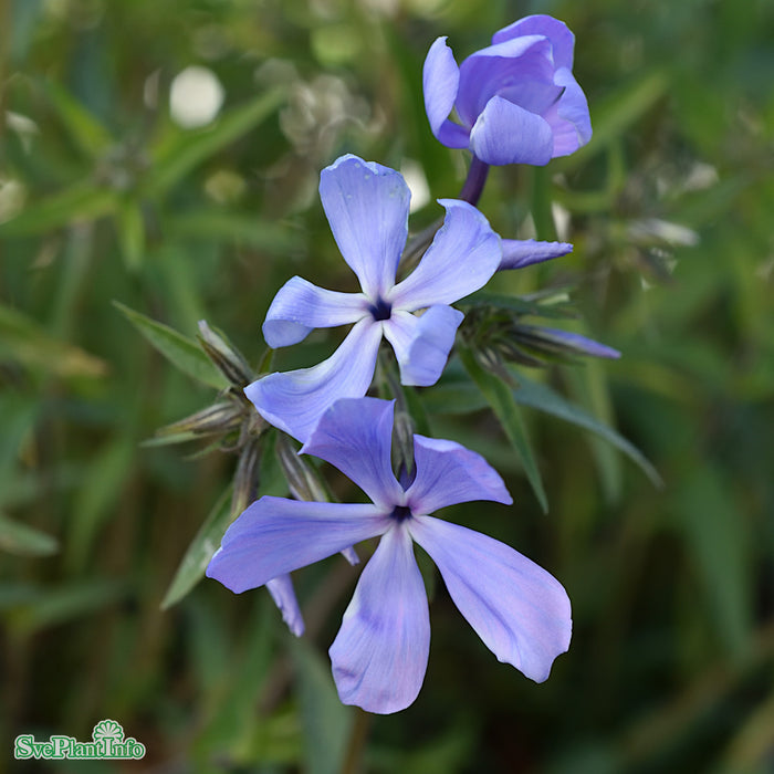 Phlox divaricata 'Clouds Of Perfume' A-kval