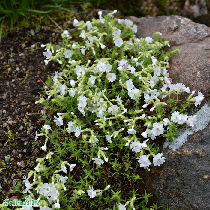 Phlox subulata 'Maischnee' A-kval