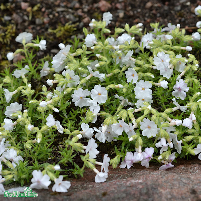 Phlox subulata 'Maischnee' A-kval
