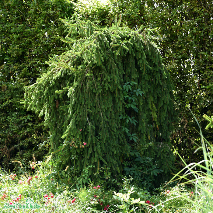 Picea abies 'Inversa' Co 80-100cm
