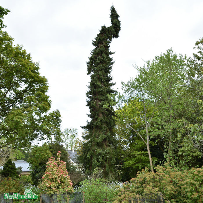 Picea omorika 'Pendula Bruns' 60-80 cm C7,5