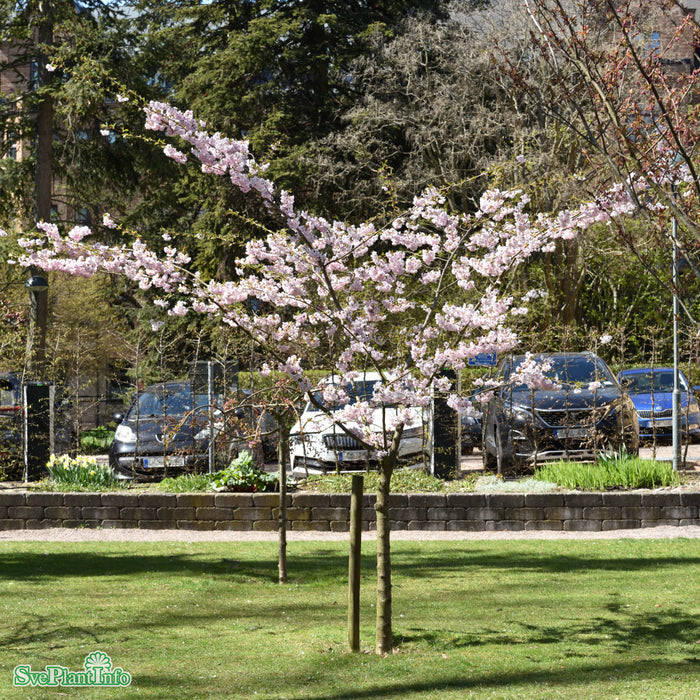 Prunus 'Accolade' C18 XXL 125-150cm