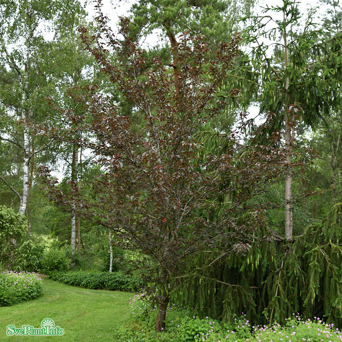 Prunus serrulata 'Royal Burgundy' Solitär C20 175-200cm