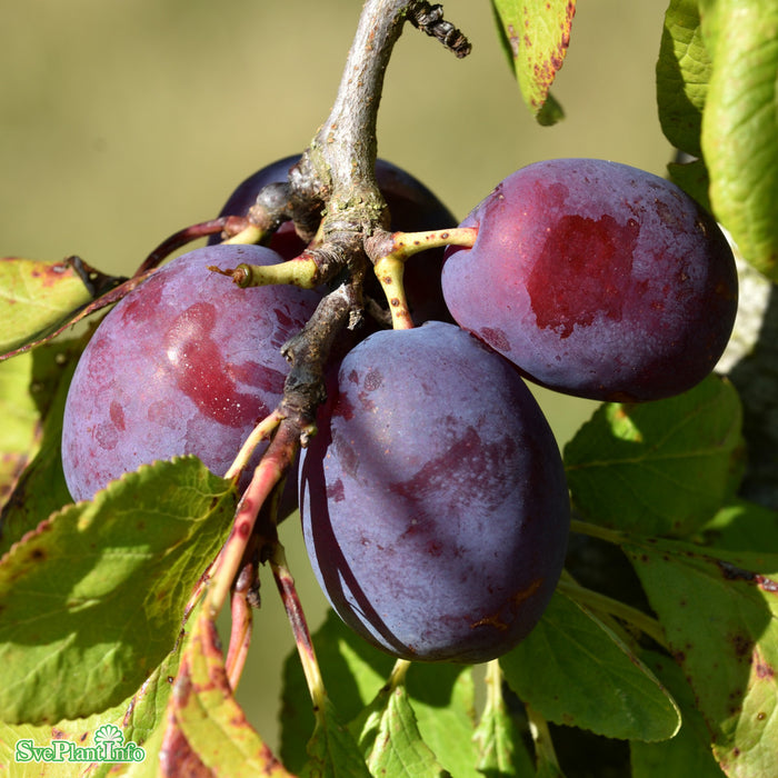 Prunus domestica 'Jubileum' Stam Kl So 18-20