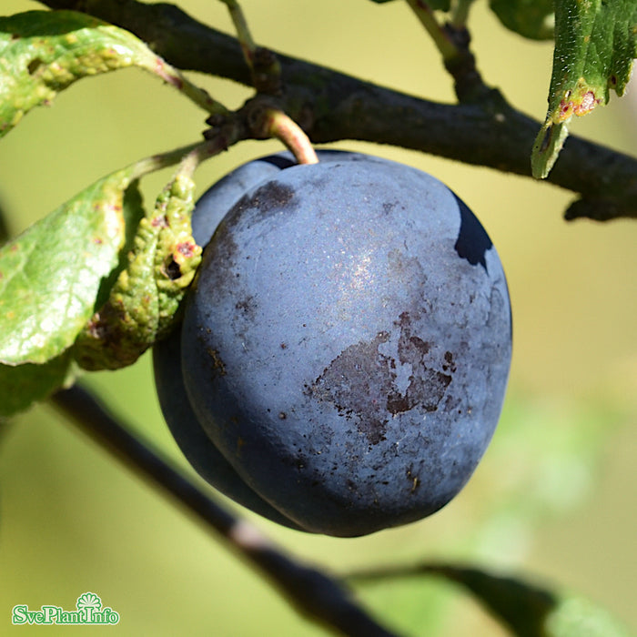 Prunus domestica 'The Czar' D7,5