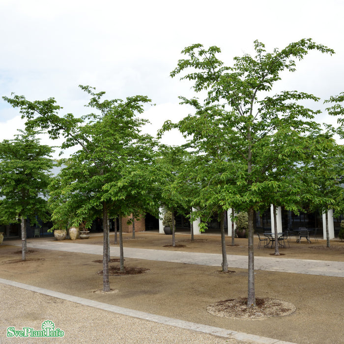 Prunus x yedoensis Högstam Kl So 12-14