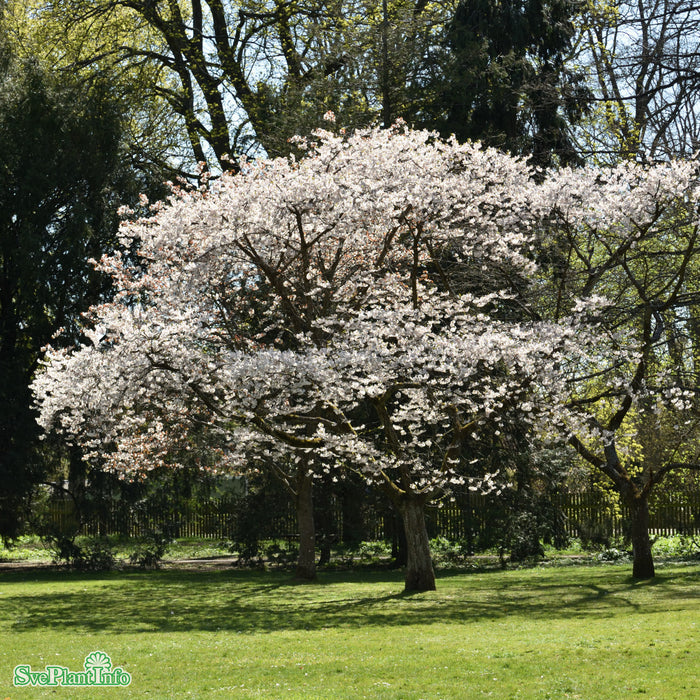 Prunus x yedoensis Ungträd C20  200-250cm