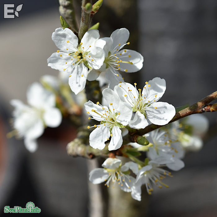 Prunus domestica 'Victoria' E Stam 4 års Co