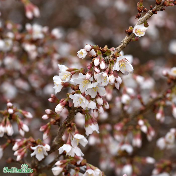 Prunus incisa 'Kojou-no-mai' C10 60-80cm