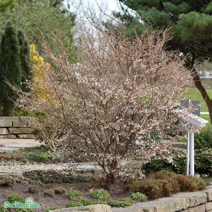 Prunus incisa 'Kojou-no-mai' Solitär C50 150-175cm