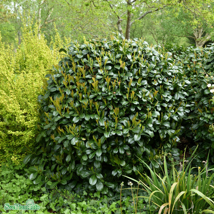 Prunus laurocerasus 'Etna' C12 80-100cm