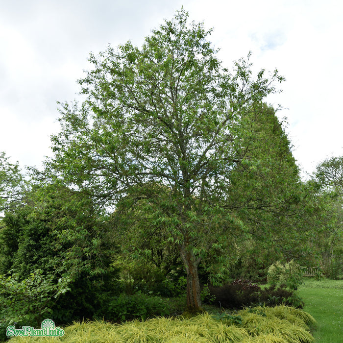 Prunus maackii 'Amber Beauty' Högstam Kl So 12-14