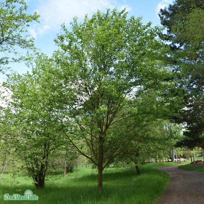 Prunus maackii 'Amber Beauty' Ungträd C10 200-250cm