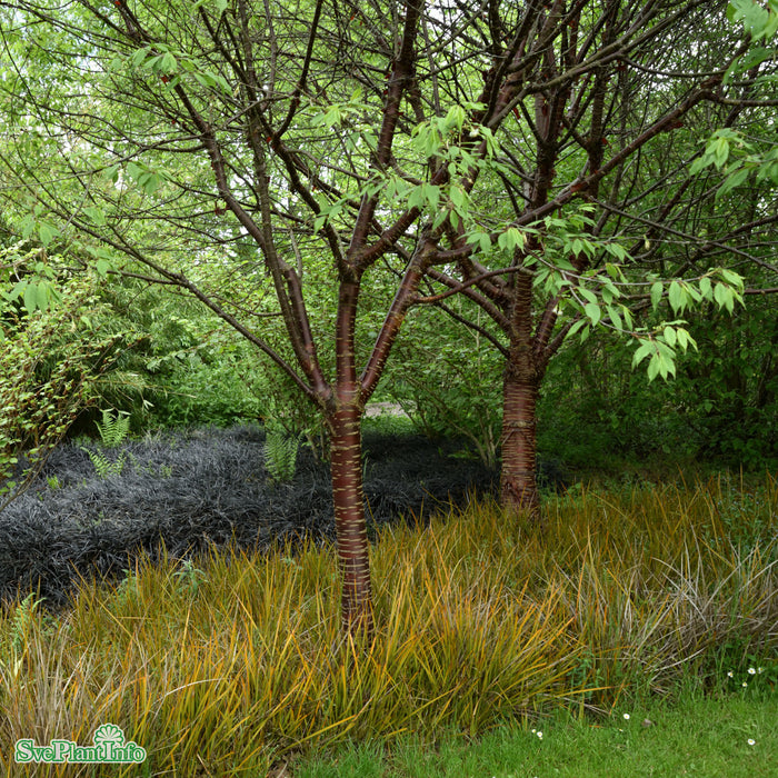 Prunus serrula Solitär Kl 250-300cm