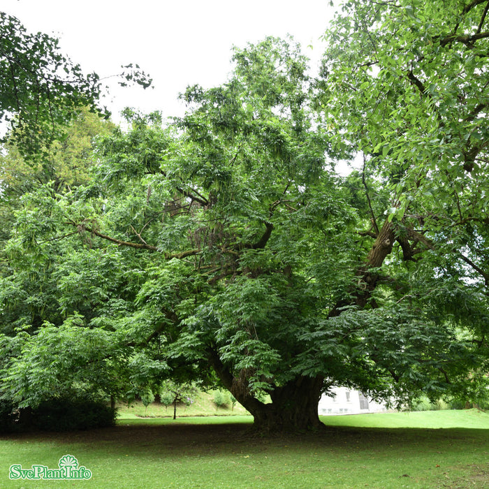 Pterocarya fraxinifolia Högstam Kl So 12-14