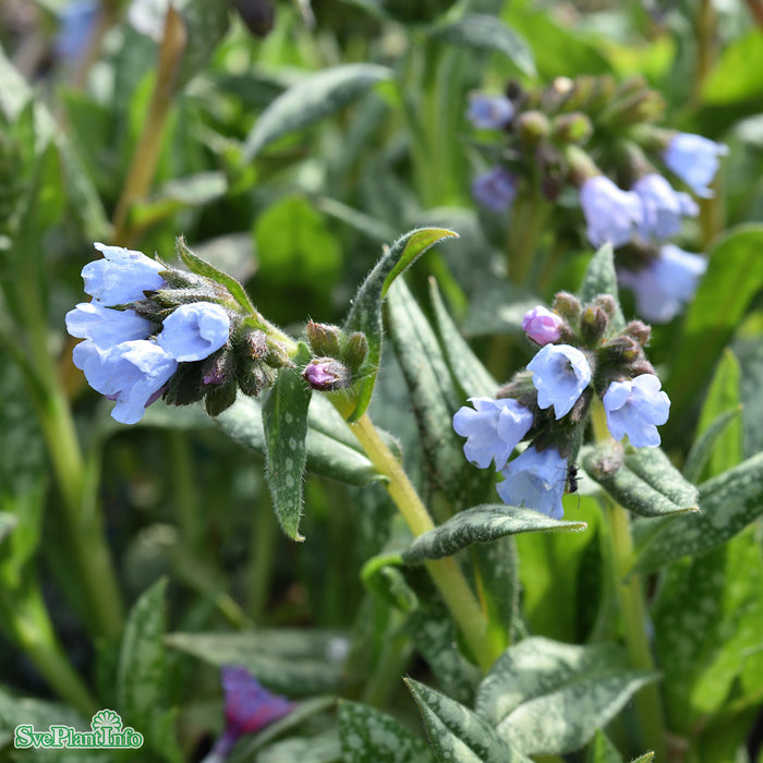 Pulmonaria 'Opal' A-kval