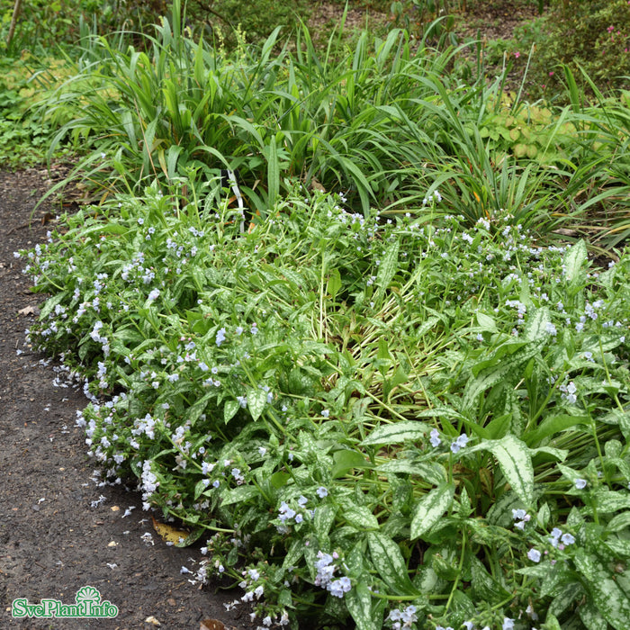 Pulmonaria 'Opal' A-kval