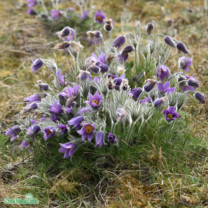 Pulsatilla vulgaris A-kval