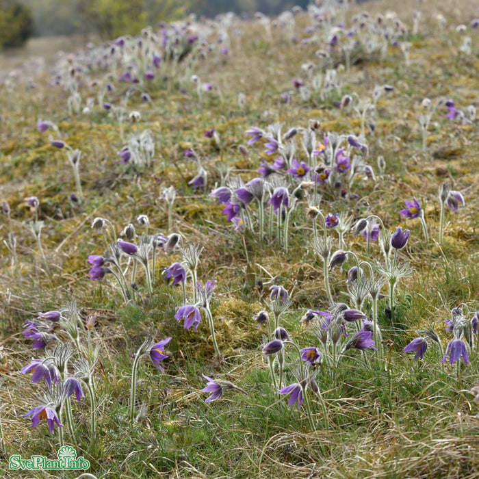 Pulsatilla vulgaris A-kval