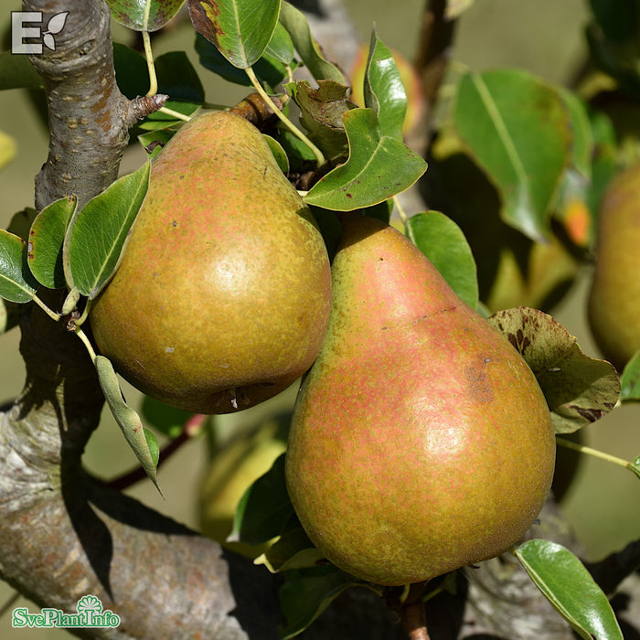 Pyrus communis 'Carola' E Stam 4 års Co