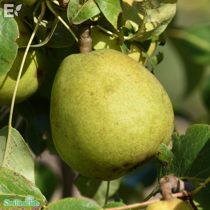 Pyrus communis 'Clara Frijs' E Stam 2-års A-kval Co