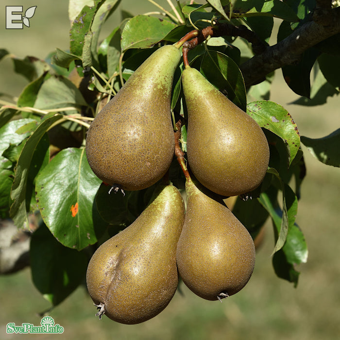 Pyrus communis 'Conference' Stam 2-års