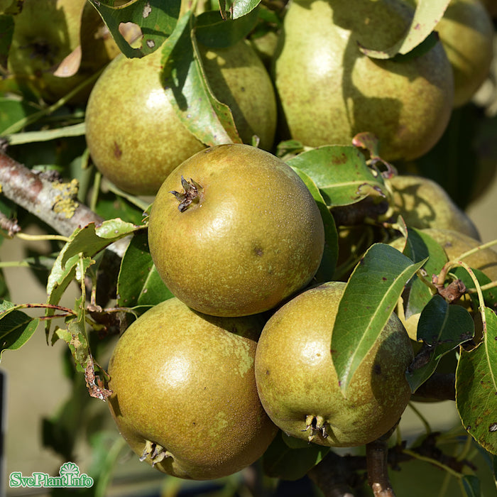 Pyrus communis 'Esperens Herre' Stam 4 års Co
