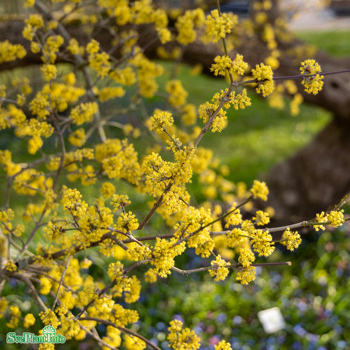 Cornus mas Busk C5 60-100cm