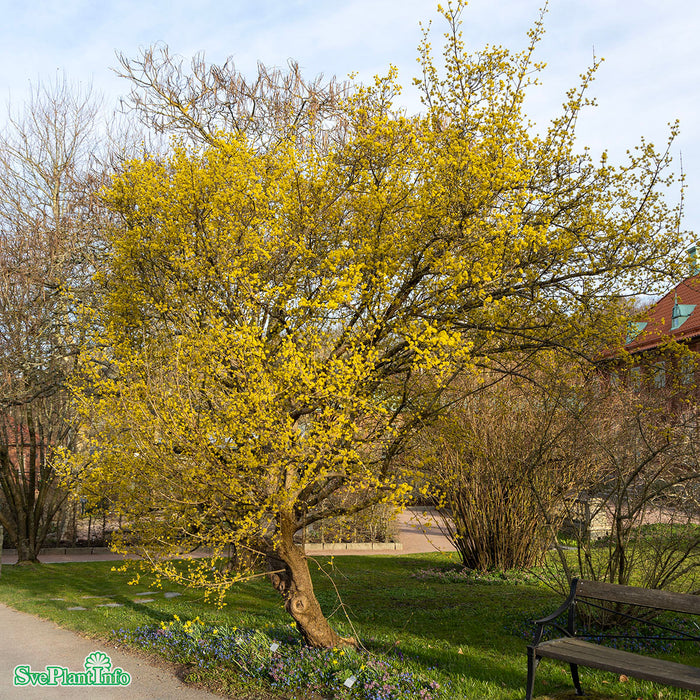 Cornus mas Busk C5