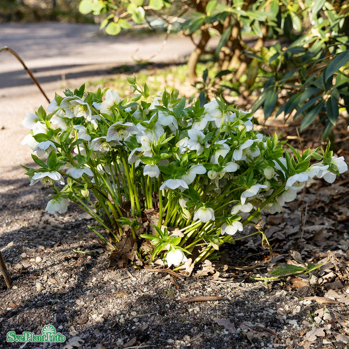Helleborus orientalis 'White Lady' A-kval