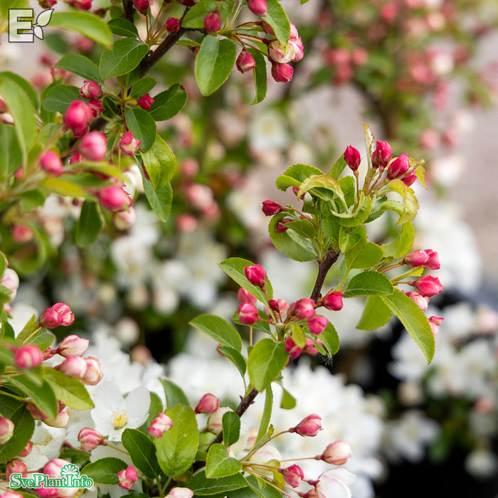 Malus toringo Maskerad E Busk C7,5