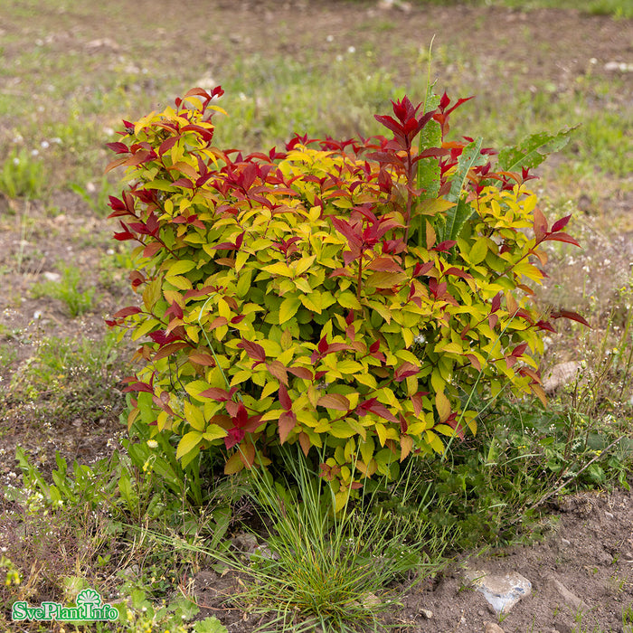 Spiraea japonica 'Double Play Doozie' C4,5 30-40cm